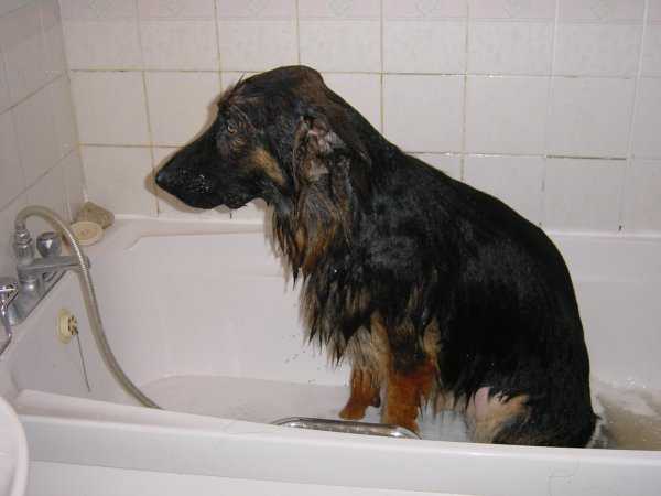 Sherb having a wash - small.jpg